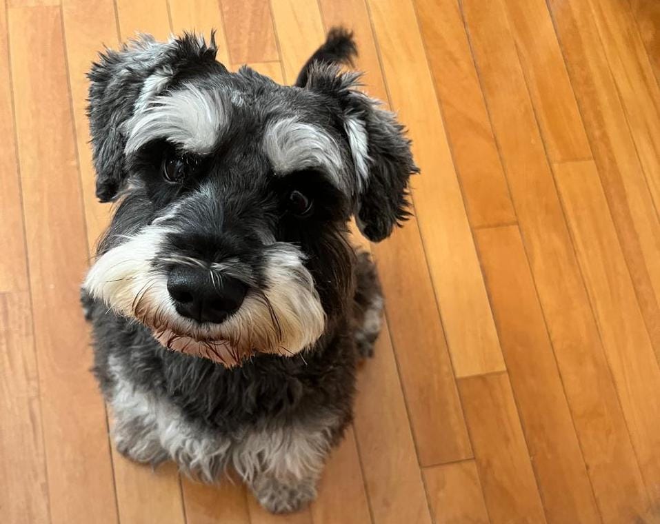 Small black and gray Schnauzer dog with expressive eyebrows sitting on a wooden floor and looking up at the camera.