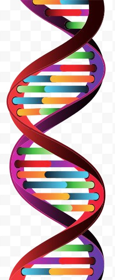 close-up of the DNA double helix illustrating stored genetic information.