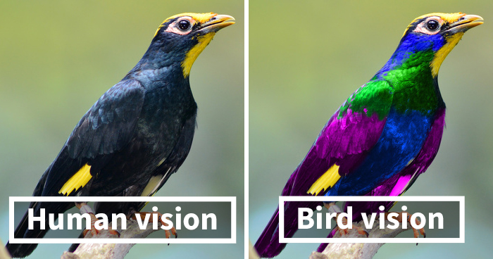 Human vs bird vision comparison of the same bird, simulated to reveal ultraviolet-sensitive plumage colors invisible to human eyes.