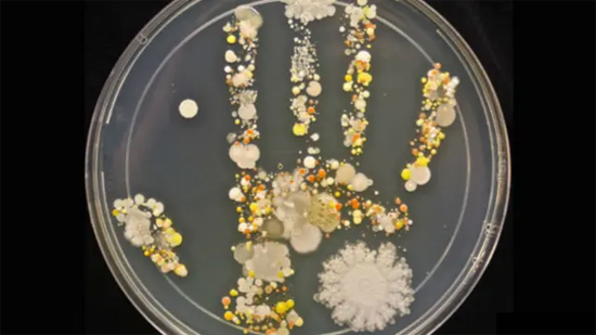 Microscopic view of bacteria and viruses invisible to the naked eye